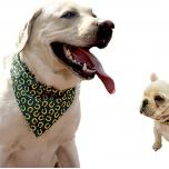 Miglior bandana cane personalizzata