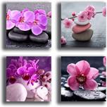 Miglior quadro orchidea