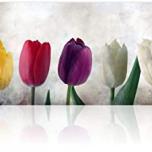 Miglior tulipani quadri