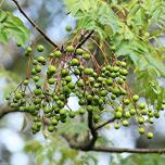 Miglior alberi da giardino a crescita rapida
