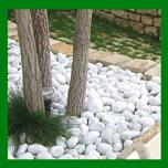 Miglior tufo per giardino